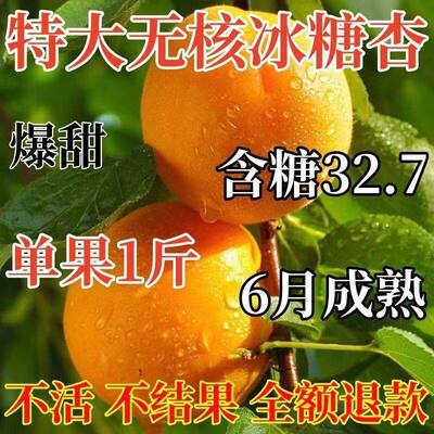 特大冰糖帝王杏无核早熟盆