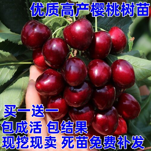 樱桃苗美国车厘子大树水果