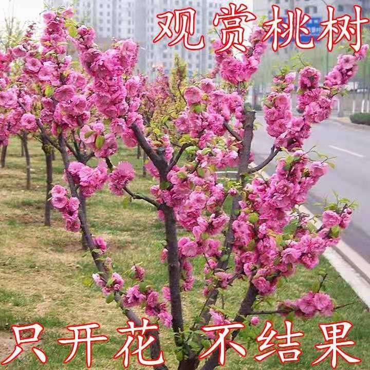 观赏桃花红叶碧桃树桃树花卉工程绿化苗紫叶桃风景树苗庭院