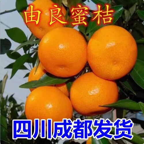 特早熟由良无籽蜜桔树苗橘