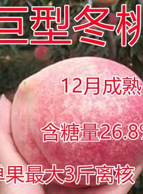 晚熟桃树苗巨型冬雪中华