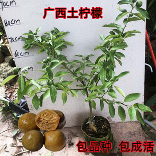 土柠檬树苗 广西本地牛脚子嫁接苗盆栽地栽当年结果南方种植