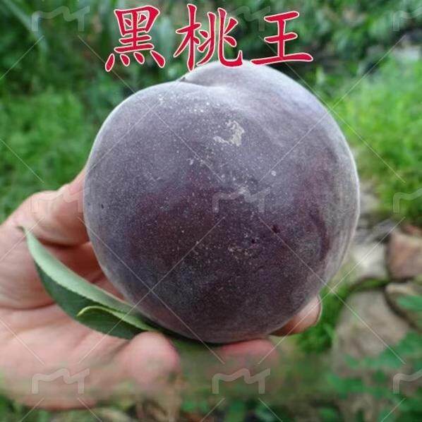 桃树新品种中华黑桃王桃树苗黑桃皇后树苗嫁接当年结果南北方种植