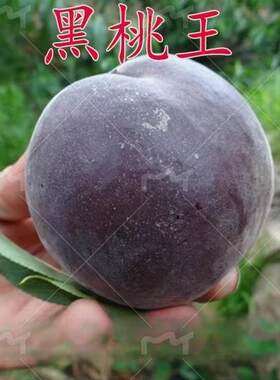 桃树新品种中华黑王苗皇后
