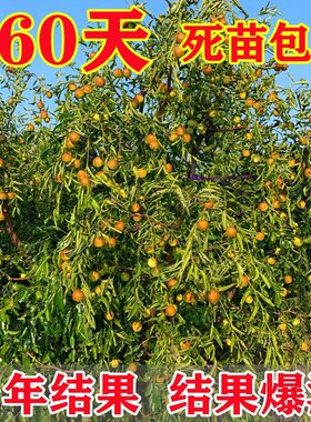 嫁接枣树苗沾化金丝和田冬特