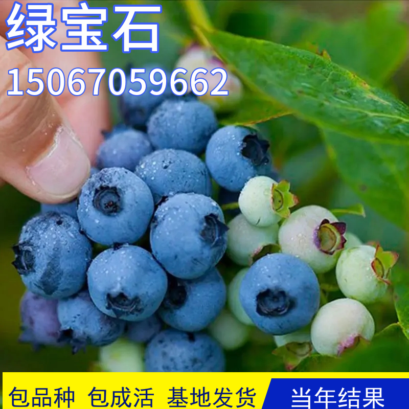 绿宝石蓝莓树苗阳台盆栽果苗南北方种植四季大果庭院地栽当年结果