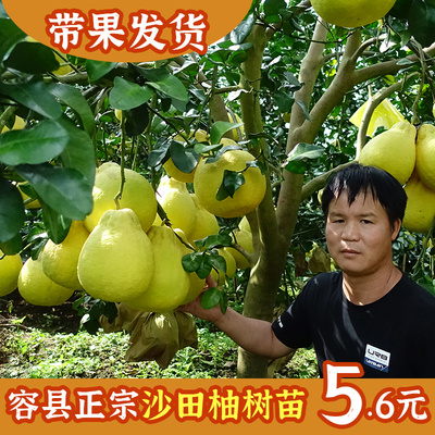 容县沙田柚树苗果晚熟子广西