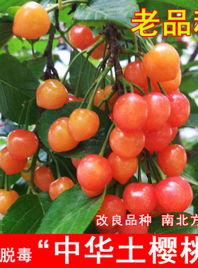 中国土樱桃树苗老品种红色中华小樱桃苗盆地栽南北方种植当年结果
