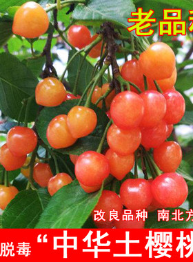 中国土樱桃树苗老品种红色
