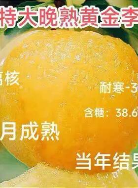 特大嫁接黄金李子果树苗晚
