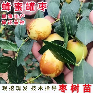 大甜枣树苗 蜂蜜罐枣苗 细脆味甜 嫁接枣树苗 南方北方种植果树苗
