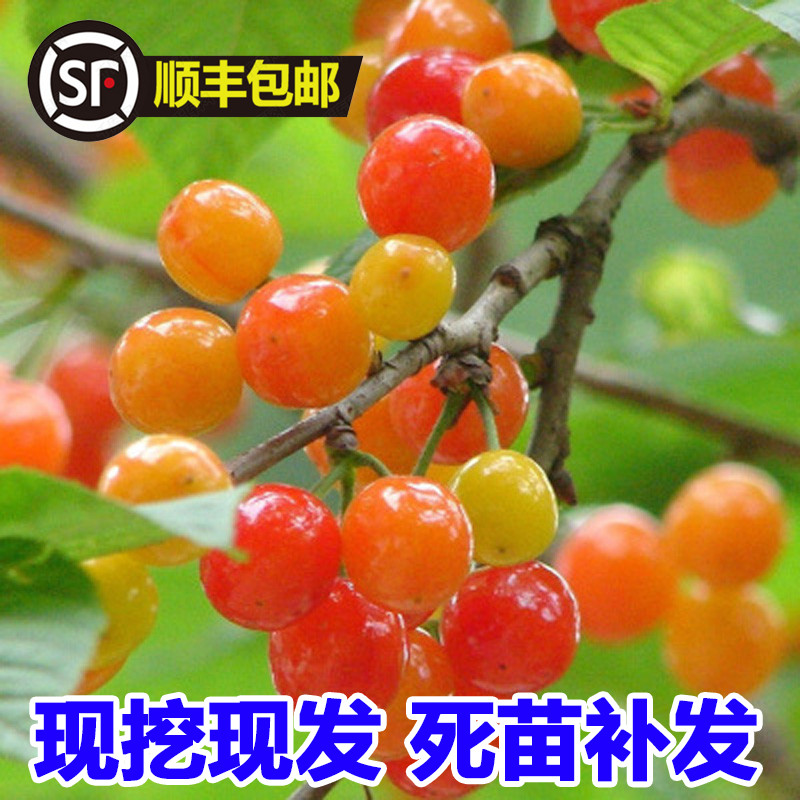 嫁接红蜜樱桃苗大树剔透地