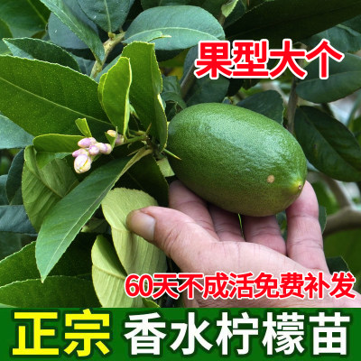 四季香水柠檬树苗嫁接果广东