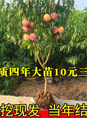 桃树嫁接苗早熟特大新品种