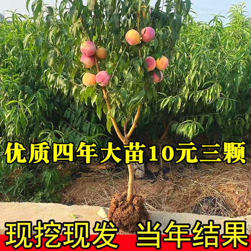 桃树嫁接苗早熟特大新品种