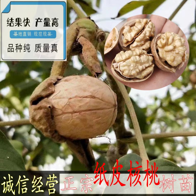 正宗新疆185纸皮核桃树苗