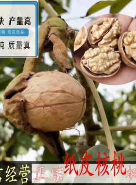 正宗新疆185纸皮核桃树苗