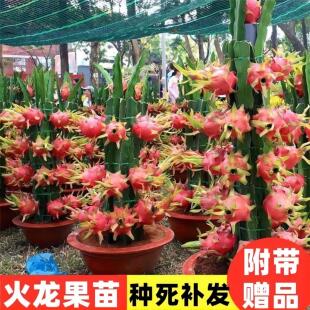 四季红心火龙果苗红肉果树果苗盆栽地栽当年结果北方南方种植果苗