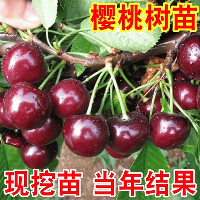 车厘子树苗大樱桃苖盆栽矮
