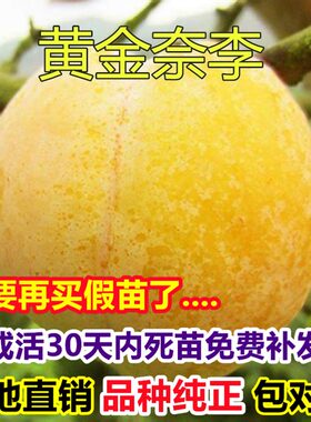 黄金奈李苗南方子果树嫁