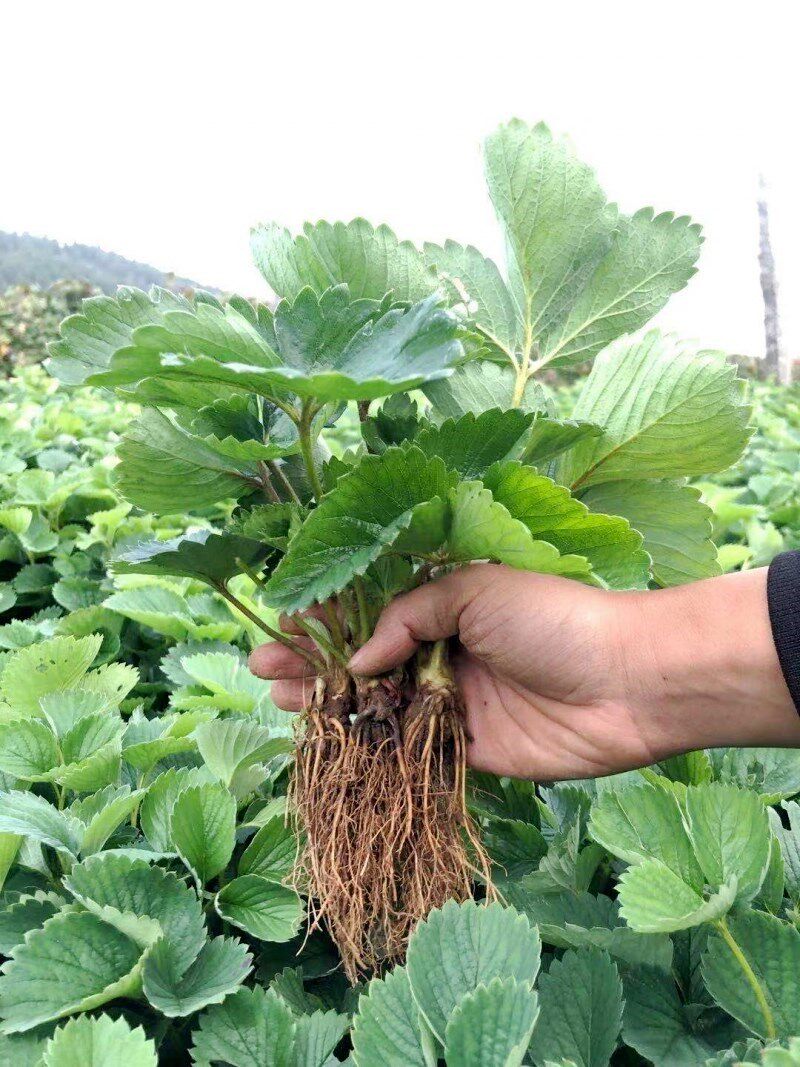 四季脱毒草莓苗盆栽带土露天食用章姬特大草莓种苗南北方当年结果