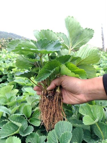 四季脱毒草莓苗盆栽带土露天