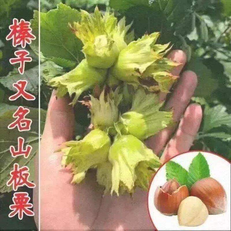 美国大榛子树苗山板栗苗榛子苗树地栽盆栽南北方种植当年结果