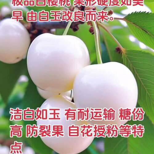 奶油白玉大果车厘子樱桃耐