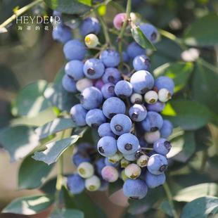 蓝莓树果苗果树种植苗南方北方迷你浆果水果盆栽可食用