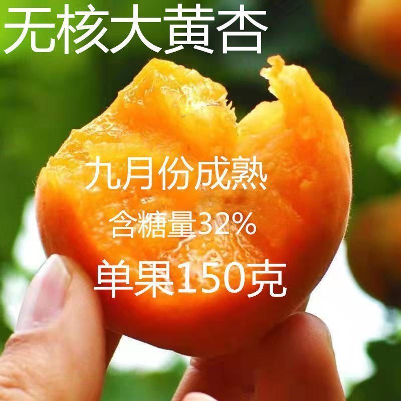 晚熟无核大黄杏嫁接树苗甜