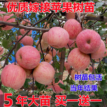 苹果树果苗地栽南方北方种植盆栽嫁接红富士冰糖心矮化小苹果树苗