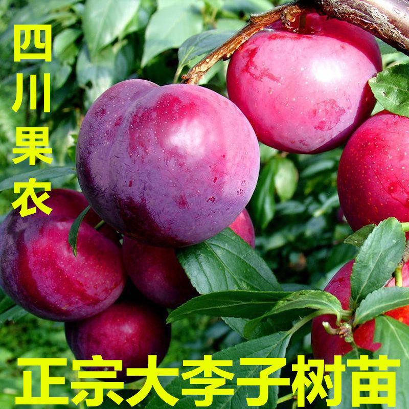 李子树苗嫁接蜂糖李果树苗黑布林大李子新品西梅南北种植当年结果