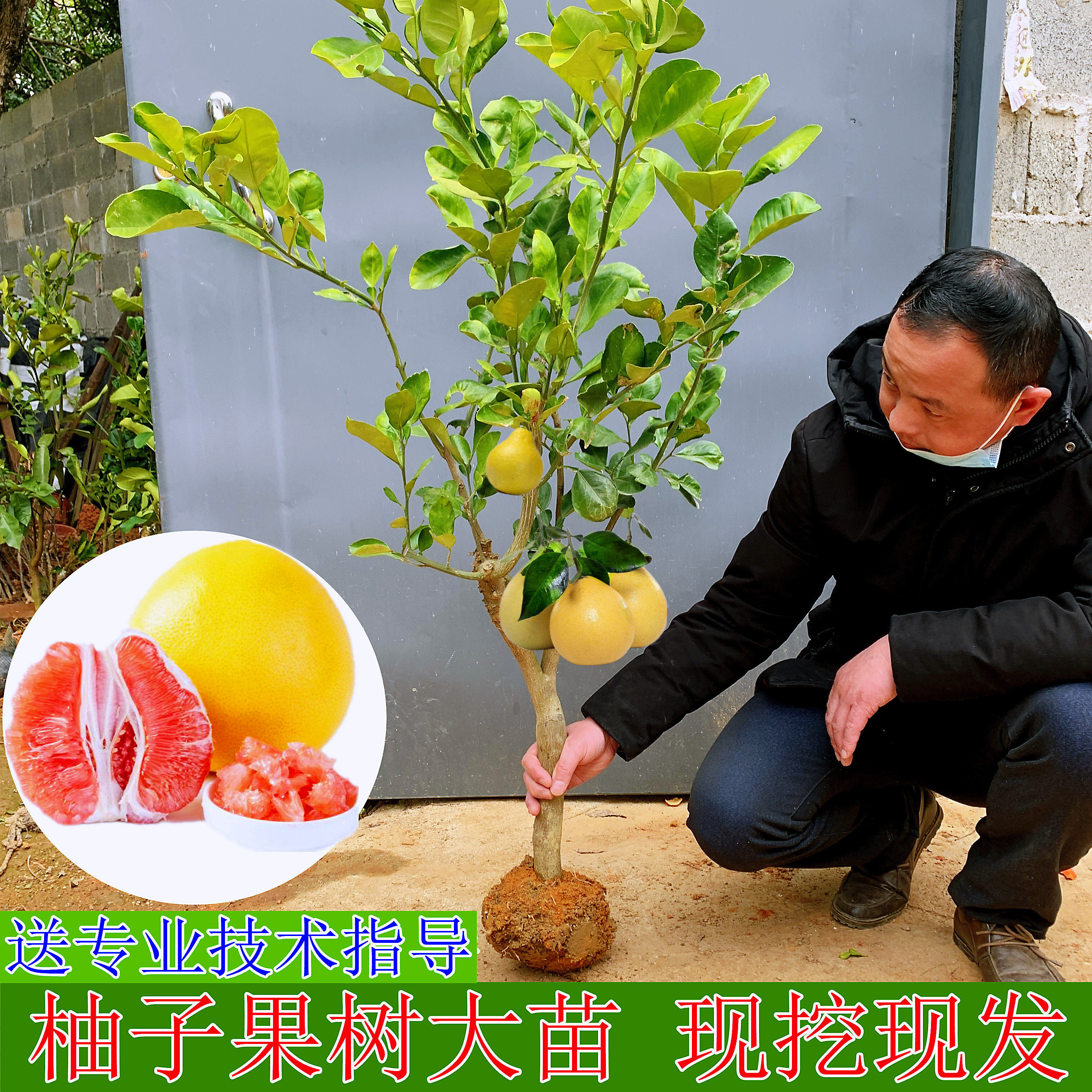 嫁接沙田柚子树苗木三红心白肉蜜柚水果盆地栽南北方种植当年结果