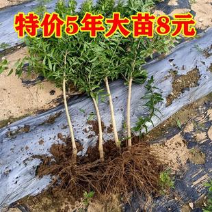 石榴树树苗特大庭院果树盆栽软子嫁接苗会理突尼斯软籽石榴树树苗