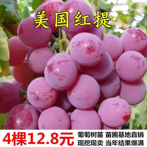 美国红提无籽葡萄苗果树南