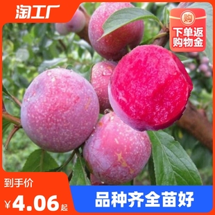 蜂糖李子树苗新品种李子苗三华李无核当年结果南北方种植庭院地栽