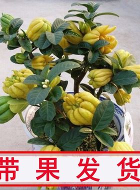 带果阳台室内盆栽庭院花卉