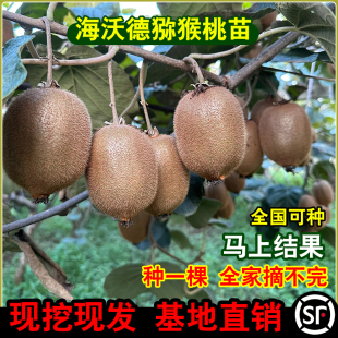 海沃德脆猕猴桃树苗果树嫁接南北方种植庭院地栽阳台盆栽当年结果