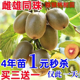 红心猕猴桃树苗嫁接软枣猕猴桃果苗当年结果南方北方种植庭院果树