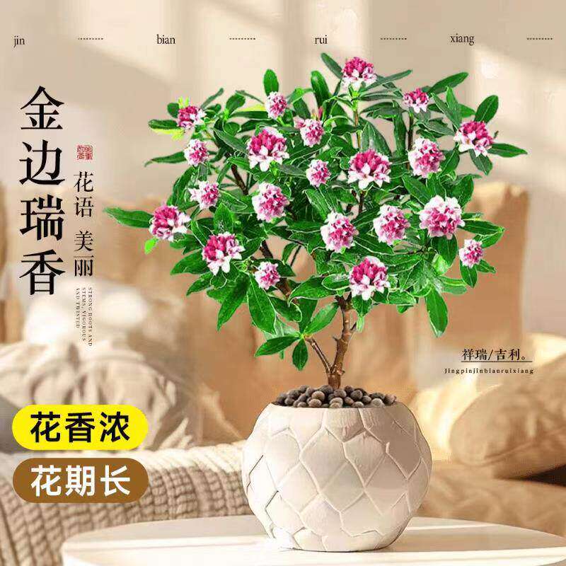 金边瑞香盆栽浓香型老桩大苗年宵花卉带花苞室内耐寒阳台花卉植物