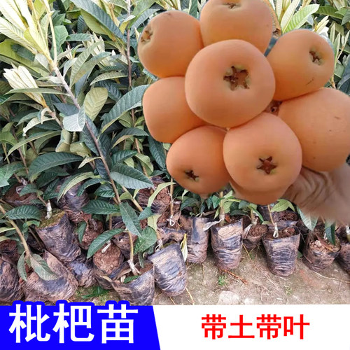 大五星枇杷苗早钟六南北方种