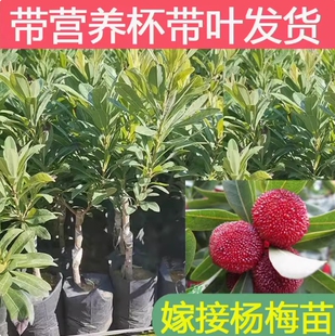 浙江东魁杨梅苗耐寒特大南方种植嫁接杨梅树苗带果杨梅树水果苗