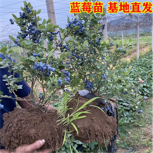 蓝莓苗盆栽地特大果树南方