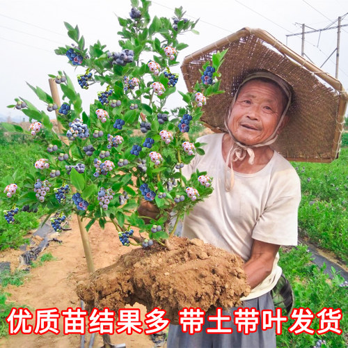 蓝莓树果苗带盆栽地阳台南方
