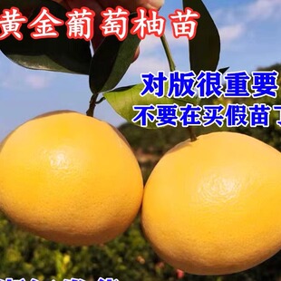 台湾甜葡萄柚苗黄心西柚苗 嫁接鸡尾葡萄柚子苗 黄金葡萄柚子树苗