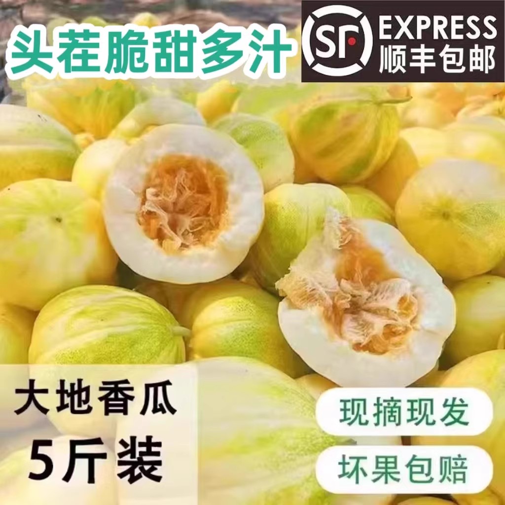 东北大地香瓜白糖罐甜瓜新鲜当季现摘甜瓜孕妇水果小香瓜脆甜蜜瓜