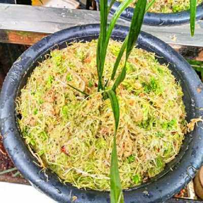 云南鲜水苔粗水苔兰花铺盆面蝴蝶兰君子兰石斛保湿水苔爬宠垫材