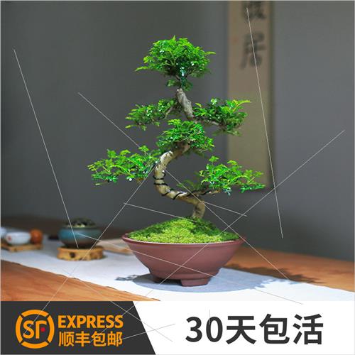 清香木老桩造型盆景夏天驱蚊植物四季常青净化空气提神办公室绿植