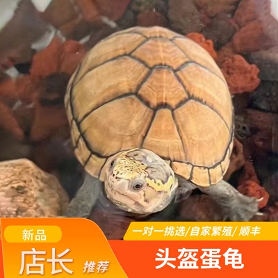 头盔蛋龟活体龟苗宠物龟深水乌龟
