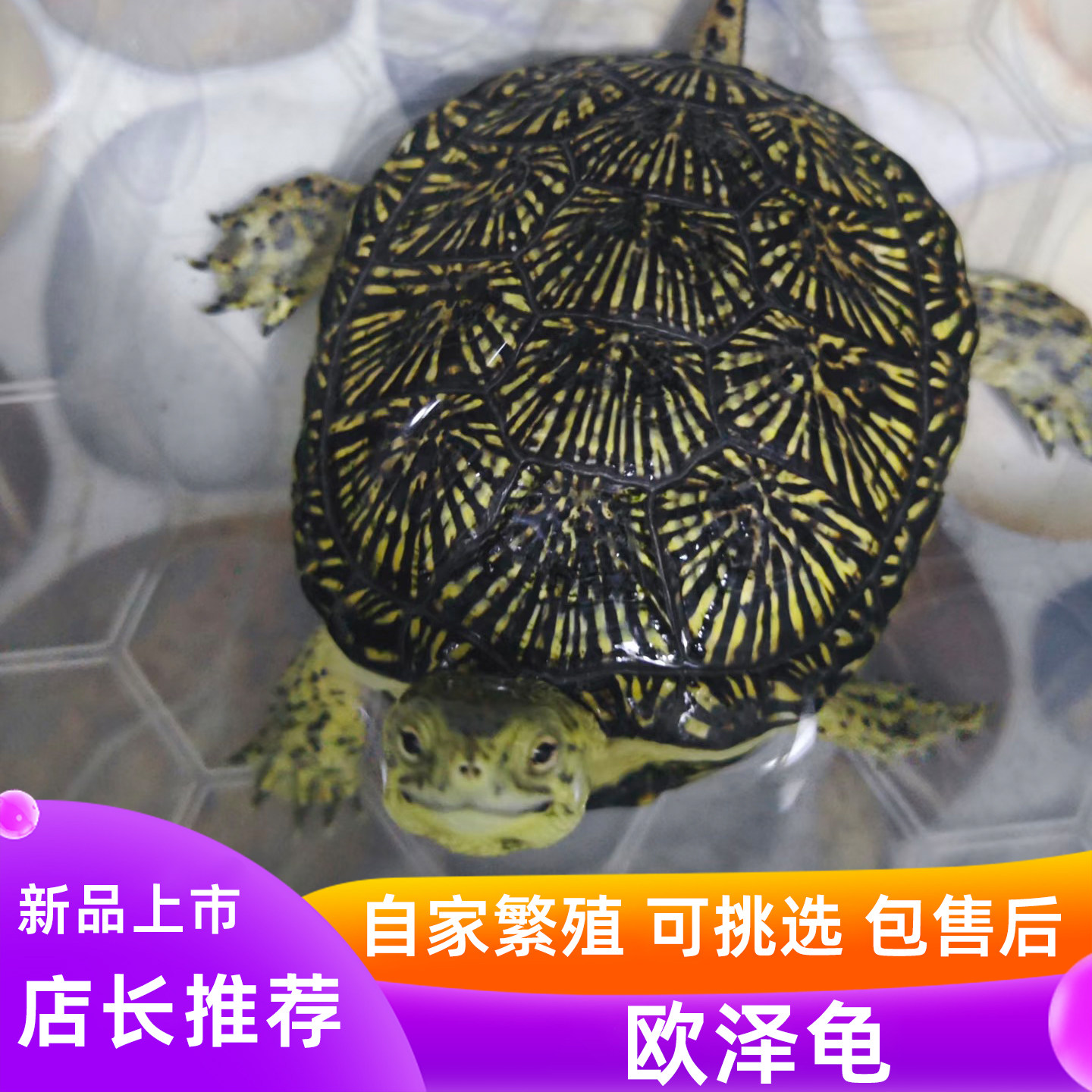 欧泽龟欧泽欧洲泽龟烟花龟满天星耐寒龟浅水龟活体乌龟宠物可挑